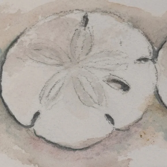 Original Sand Dollar Watercolor Still Life Signed Dianne Grusso 1991